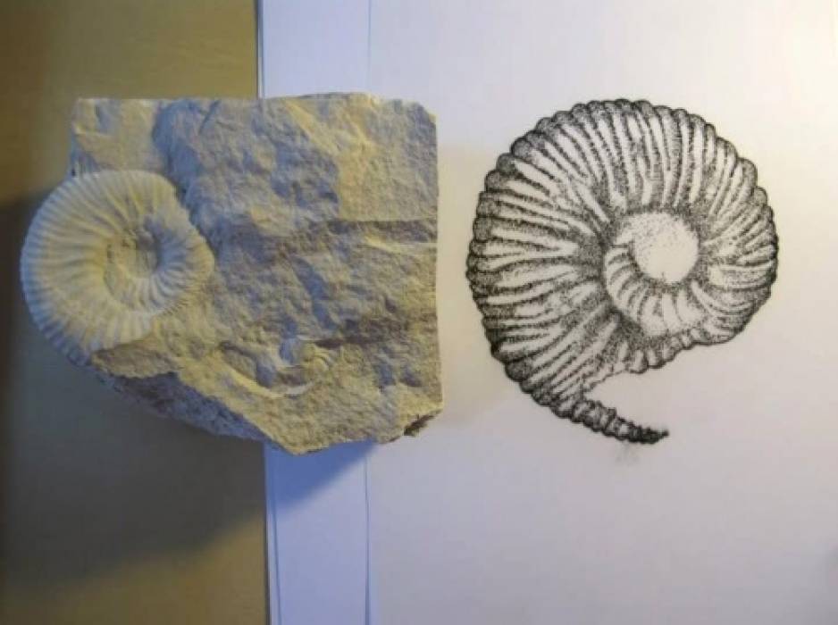 Inscrições | Curso livre de Desenho Científico 