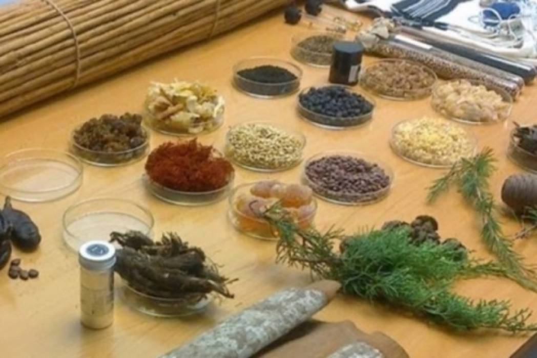 Oficina de Plantas Bíblicas